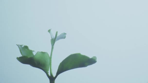 Roślina gospodarcza z zielonymi liśćmi rosnącymi na białym tle. Szybki upływ czasu wzrostu. - Materiał filmowy, wideo