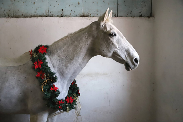 Cavallo a sella di colore grigio che indossa una bellissima ghirlanda natalizia. Guardando bene lo spettatore lateralmente con un umore gentile con spazio di copia per i saluti - Foto, immagini