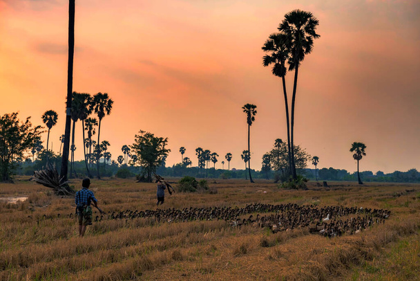 多くのアヒルの2人の農家の群れは、タイのパトゥムタニの日没時に水田や砂糖ヤシ畑で草を食べる。農業・自然動物園 - 写真・画像