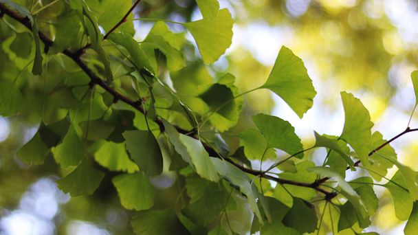 green leaves on the tree on background - Valokuva, kuva