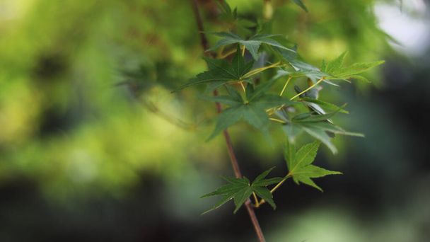 зеленые листья на фоне дерева - Фото, изображение