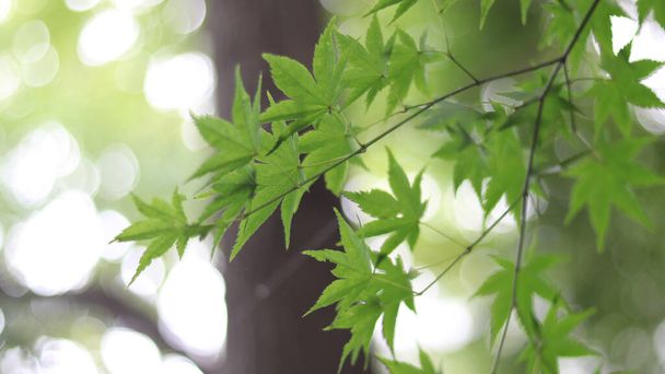 Green Maple Tree on background, close up - Foto, immagini