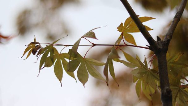 hojas de otoño sobre un fondo natural - Foto, imagen