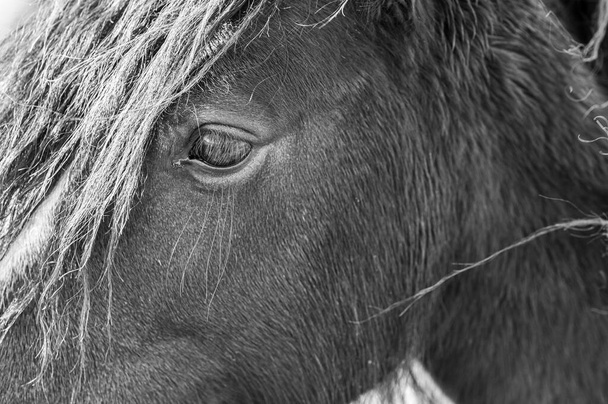 Κοντινό πλάνο από ένα άγριο άλογο. Συγκεντρώσου στο μάτι. Μαύρο & λευκό - Φωτογραφία, εικόνα
