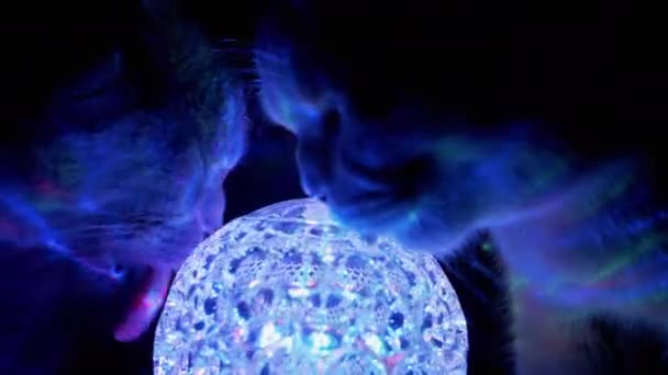 Two Purebred British Cats Sniffing, Licks a Spinning Disco Ball in Dark. 4K - Metraje, vídeo