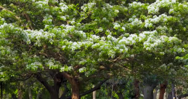 Las borlas llenas de flores en el parque, comúnmente conocido como April Snow - Imágenes, Vídeo