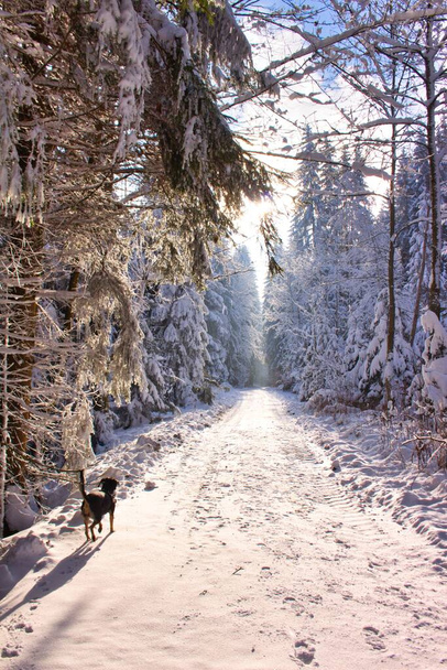 удивительный зимний пейзаж с лесной дорожкой черная собака бежит вдоль фона - Фото, изображение