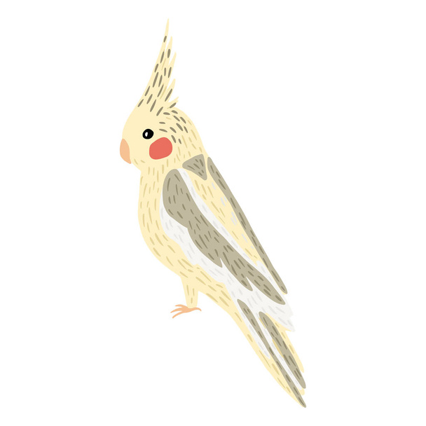 Papağan corella beyaz arka planda izole edilmiş. Tatlı tropik karakter sarı kuş rengi. Doodle vektör illüstrasyonu. - Vektör, Görsel