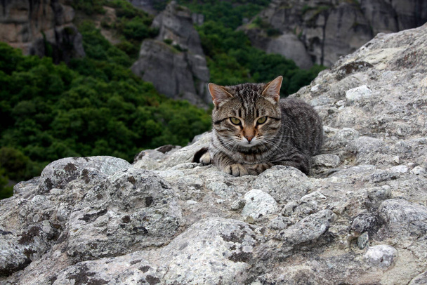 Un joven gato tabby yace sobre una piedra en las montañas y mira directamente a la cámara. Gato liso gris con ojos verdes, nariz roja y bigote blanco. Meteora, Grecia - Foto, imagen