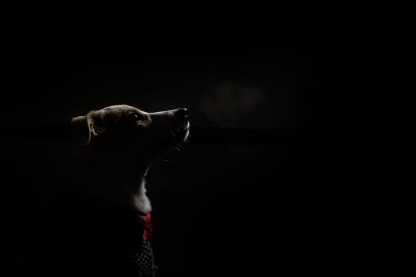 Retrato facial de una cachorra joven en la oscuridad iluminada por un foco artificial en casa - Foto, Imagen