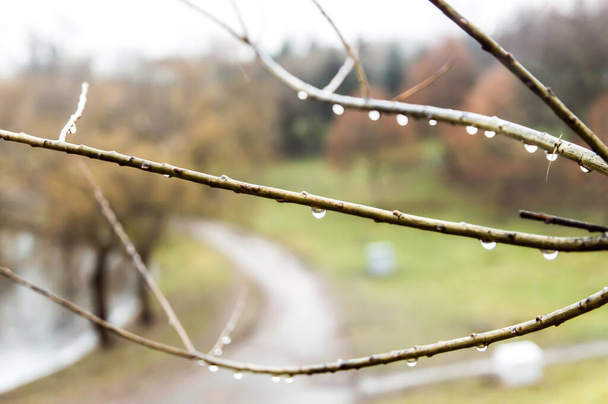 gotas de lluvia en las ramas de sauce en otoño Parque - Foto, imagen