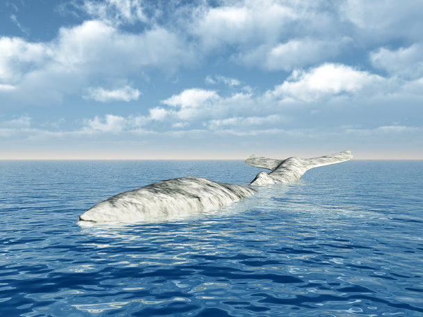Whale - Photo, Image