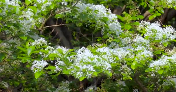 Кисточки, полные цветов в парке, широко известный как Эйприл Сноу - Кадры, видео