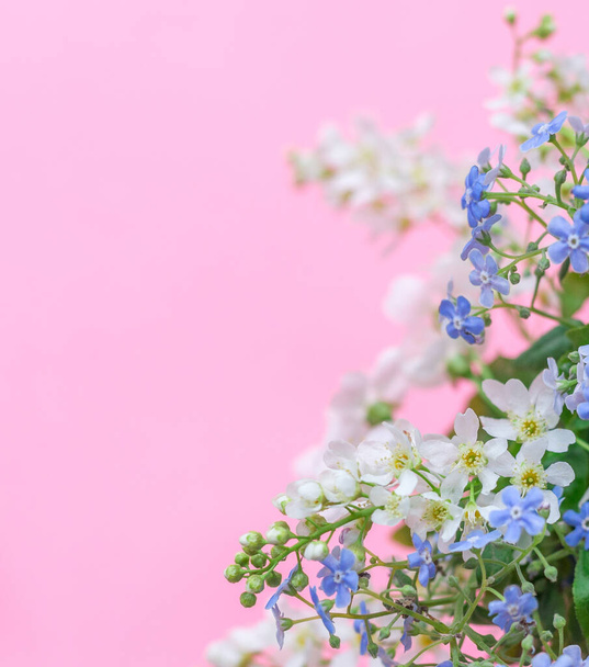Fondo de primavera floral. Flores blancas y azules sobre un fondo rosa pastel. Vista superior, espacio de copia. - Foto, imagen
