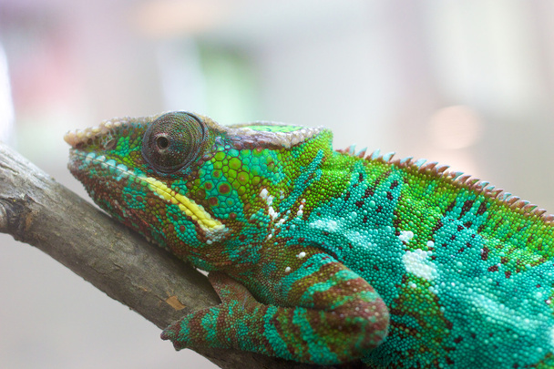 Chameleon closeup 1 - Valokuva, kuva