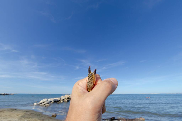 Nahaufnahme einer Hand, die eine Krabbe im Inneren hält und eine Kralle herausragt - Foto, Bild