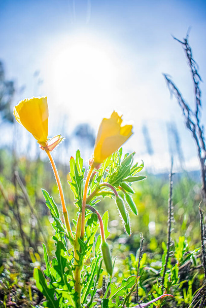 hermosa flor amarilla con hojas verdes - Foto, imagen