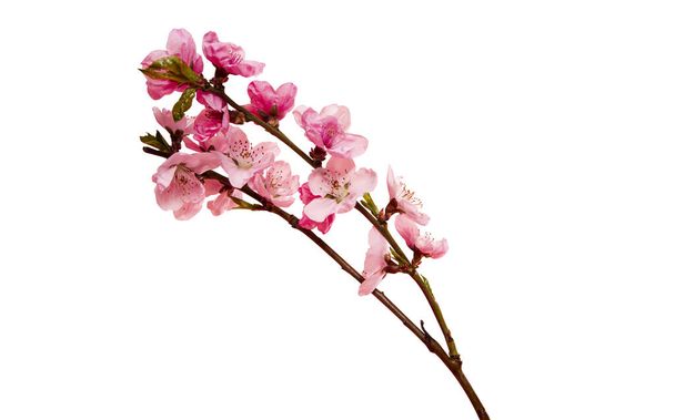 Flor de cerejeira, flores sakura isolado no fundo branco - Foto, Imagem