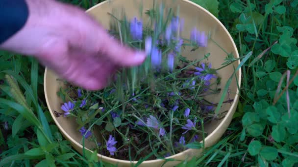 Συλλογή της κοινής Chicory σε μπολ (Cichorium intybus) - Πλάνα, βίντεο