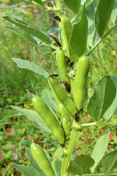 На стебле боба (Vicia faba) спелые зеленые стручки - Фото, изображение