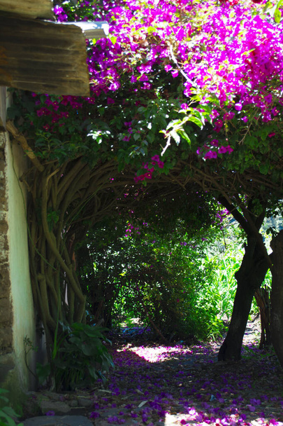 bellissimo marciapiede con fiori di albero verde e rosa con casa - Foto, immagini