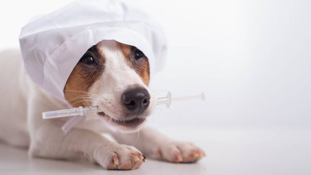 Little dog jack russell terrier in a doctors headdress with a syringe in his mouth on a white background. Copy space - Foto, afbeelding