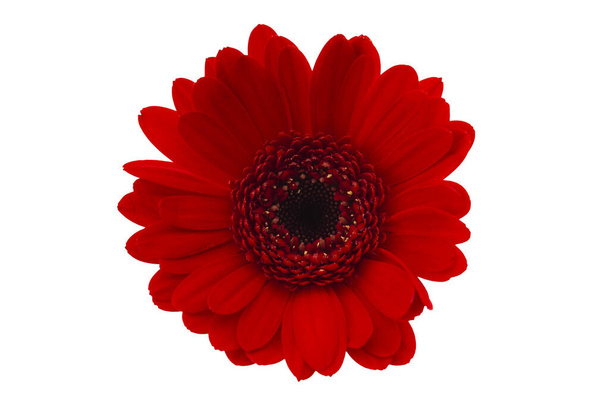 季節の花とロマンチックなギフトのコンセプトテーマは、クリップパスカットアウトと白の背景に隔離された赤いガーベラデイジーにクローズアップ - 写真・画像