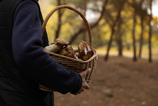 Man with basket full of wild mushrooms in autumn forest, closeup - Zdjęcie, obraz