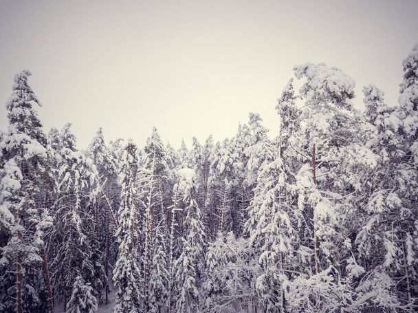 雪が終わった後の常緑樹林の雪に覆われた木々の上のドローンビュー。美しい冬の雪の森 - 写真・画像