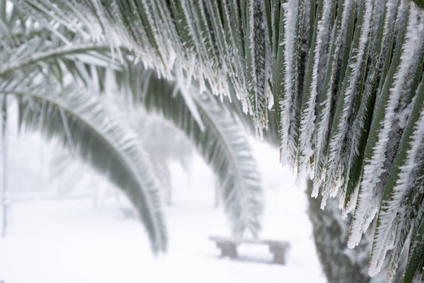 niezwykły obraz liścia palmy całkowicie wygiętego grubą warstwą śniegu, koncepcja zmian klimatycznych. Hiszpania, extremadura. - Zdjęcie, obraz