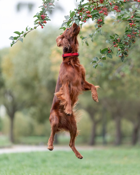 Red cane setter irlandese sta saltando a prendere piccole mele dall'albero nel parco. Giochi di attività all'aperto con animali domestici - Foto, immagini