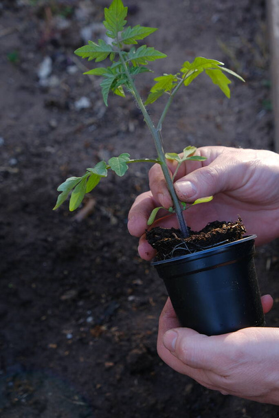 Kevään taimet. Puutarhanhoito ja puutarhanhoito. Taimi tomaatteja käsissä miehiä. Istutan tomaatteja maahan. Puutarhatöitä. Kasvava kotitekoinen luomu vihanneksia. Mökki kausi. Viljellyt vihannekset - Valokuva, kuva
