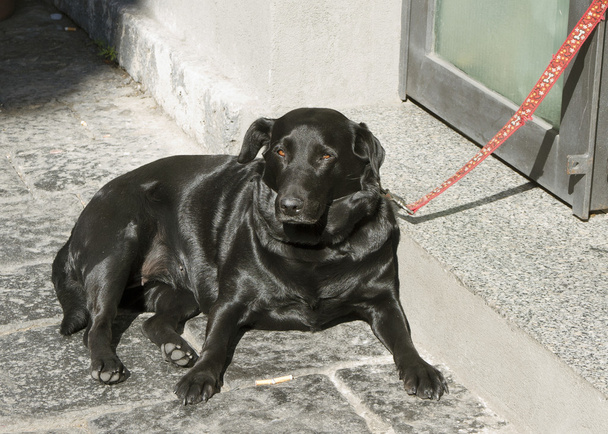 Dog on street. - Photo, Image