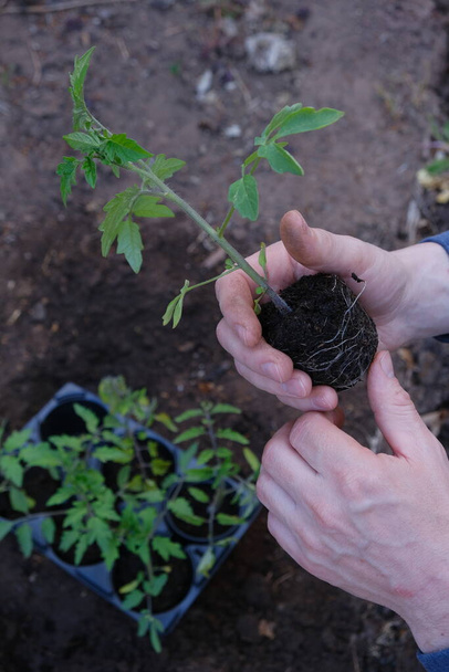 Spring seedlings. Gardening and horticulture. Seedling tomatoes in the hands of men. Planting tomatoes in the ground. Garden work. Growing homemade organic vegetables.Cottage season. Farmed vegetables - Photo, Image
