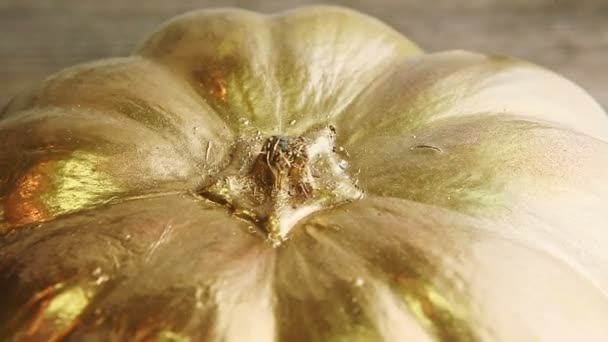 Обрезанное изображение золотой свежей органической тыквы - Кадры, видео