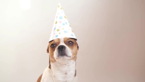 Büyük kahverengi gözlü bir Chihuahua köpeği. Parti şapkalı doğum günü köpeği. - Video, Çekim