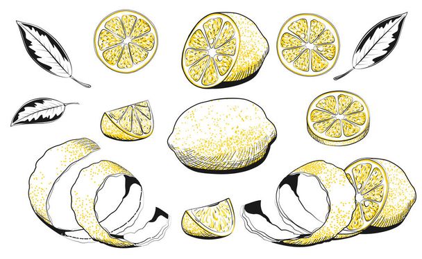 手描きベクトルイラスト-レモンのコレクション。レモン、スライス、葉、皮、皮 - ベクター画像