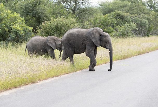 Iso norsu yung Kruger Park
 - Valokuva, kuva