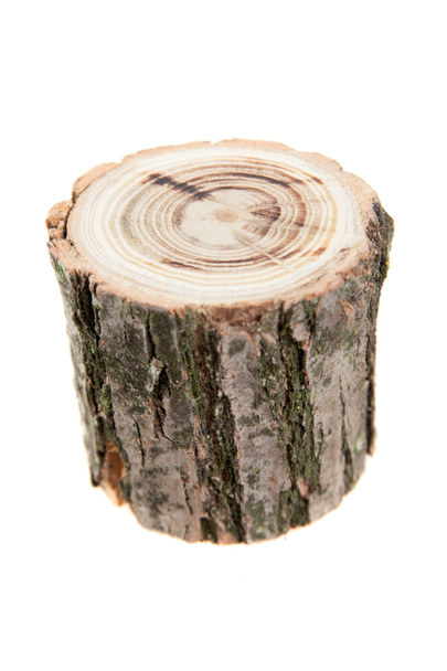 tree stump, isolated on white - Photo, Image