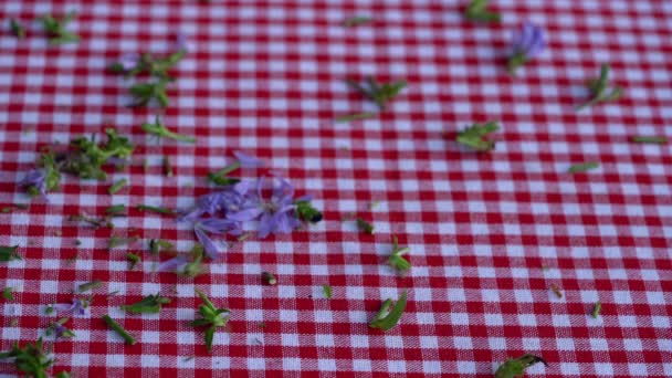 Κοπή κοινή Chicory στο τραπέζι (Cichorium intybus) - Πλάνα, βίντεο