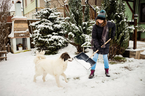 woman with shovel cleaning snow., white dog playing. Winter shoveling. Removing snow after blizzard - Photo, Image