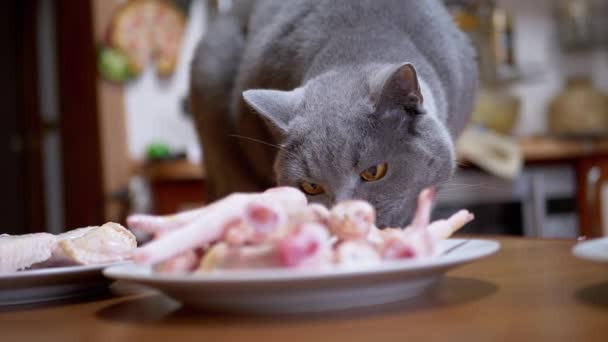Gato británico hambriento en gallos de mesa, mordeduras de patas de pollo. Mascotas roban comida. 180fps - Metraje, vídeo