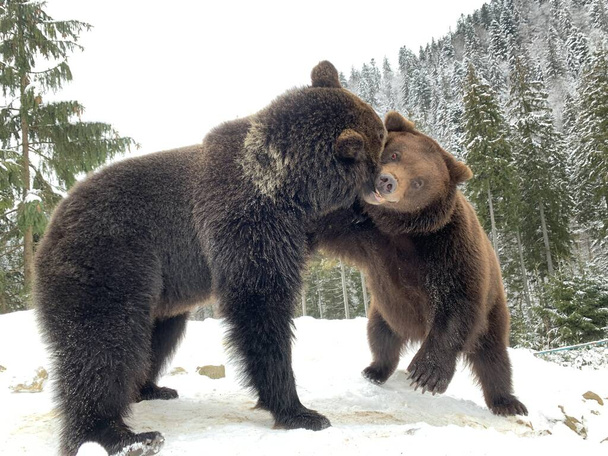Dva medvědi ve sněhu v lese. Medvědi hnědí hrají spolu. Rehabilitační centrum pro medvědy hnědé. Národní park Synevyr. - Fotografie, Obrázek