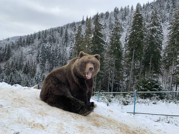 Μια ενήλικη αρκούδα σε ένα χιονισμένο δάσος. Καφέ αρκούδα στο φόντο του χειμερινού δάσους. Κέντρο αποκατάστασης για καφέ αρκούδες. Εθνικό Πάρκο Synevyr. - Φωτογραφία, εικόνα