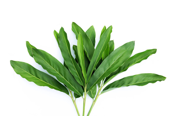 Fresh galangal leaves isolated on white background. - 写真・画像