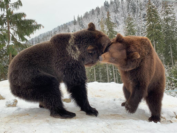Dva medvědi ve sněhu v lese. Medvědi hnědí hrají spolu. Rehabilitační centrum pro medvědy hnědé. Národní park Synevyr. - Fotografie, Obrázek