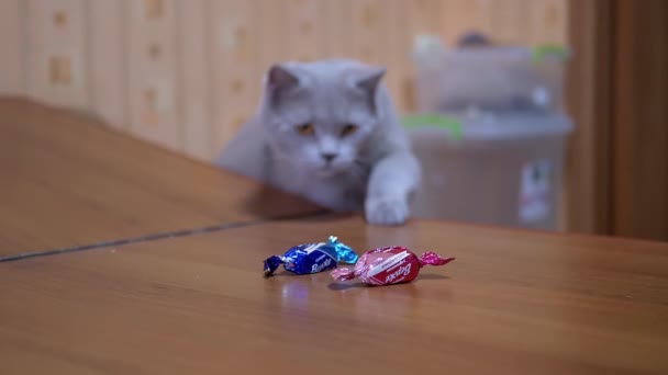 Graue aktive britische Hauskatze stiehlt Bonbons von Tisch und Pfote 180fps - Filmmaterial, Video