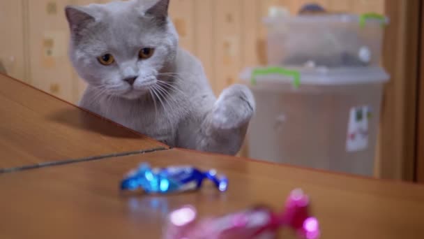 Gray Active Britse binnenlandse kat steelt snoep van tafel het zijn poot. 180fps - Video