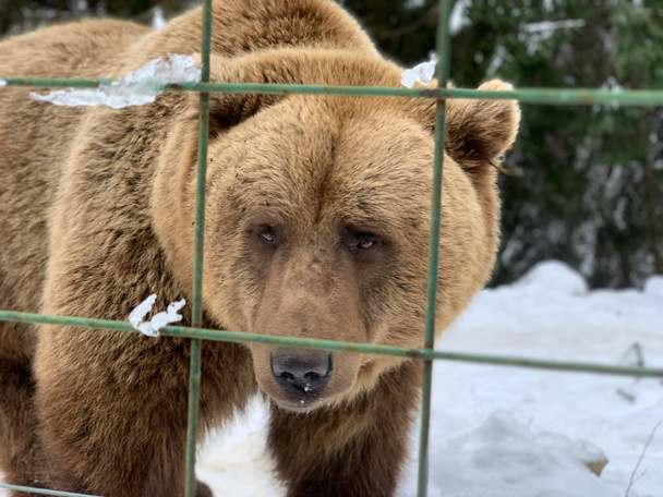 Egy felnőtt medve egy havas erdőben. Barna medve a téli erdő hátterében. Barnamedvék rehabilitációs központja. Szinnevir Nemzeti Park. - Fotó, kép