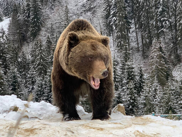 Egy felnőtt medve egy havas erdőben. Barna medve a téli erdő hátterében. Barnamedvék rehabilitációs központja. Szinnevir Nemzeti Park. - Fotó, kép